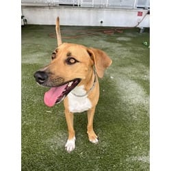 Photo of Jacks, adoptable Terrier (Unknown Type, Medium) in Doral, Florida