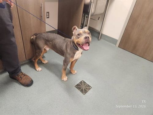 Photo of Vernon, adoptable Pit Bull Terrier in Baytown, Texas