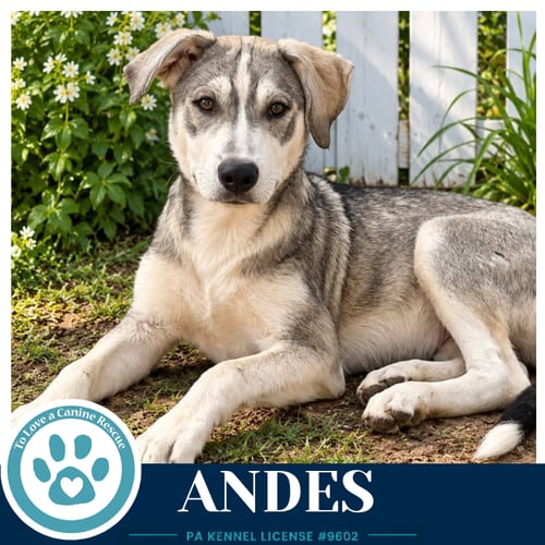 Photo of Andes (Arctic Team) 101726, adoptable Husky in Kimberton, Pennsylvania