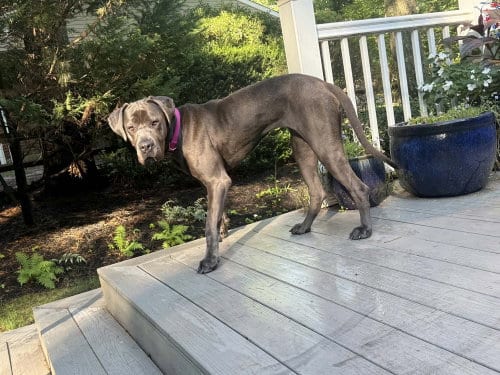 Photo of Neve (GA), adoptable Cane Corso Mastiff in New York, New York