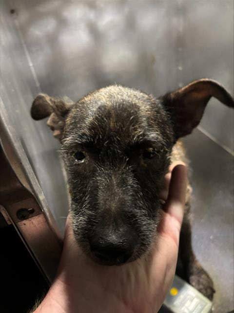 Photo of Baby, adoptable Terrier in Grand Prairie, Texas