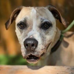Photo of Ford JuM, adoptable American Bulldog American Pit Bull Terrier in Hartford, Connecticut