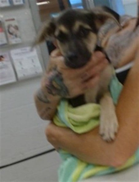 Photo of A480116, adoptable German Shepherd Dog in Oklahoma City, Oklahoma