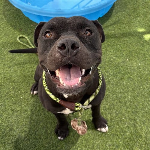 Photo of Peterbilt, adoptable Staffordshire Bull Terrier in Phoenix, Arizona