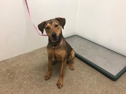 Photo of Arianna, adoptable Labrador Retriever in Lawrence, Kansas