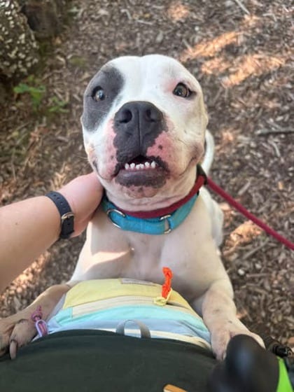 Photo of Cloudie (Spota), adoptable dog in Baltimore, Maryland