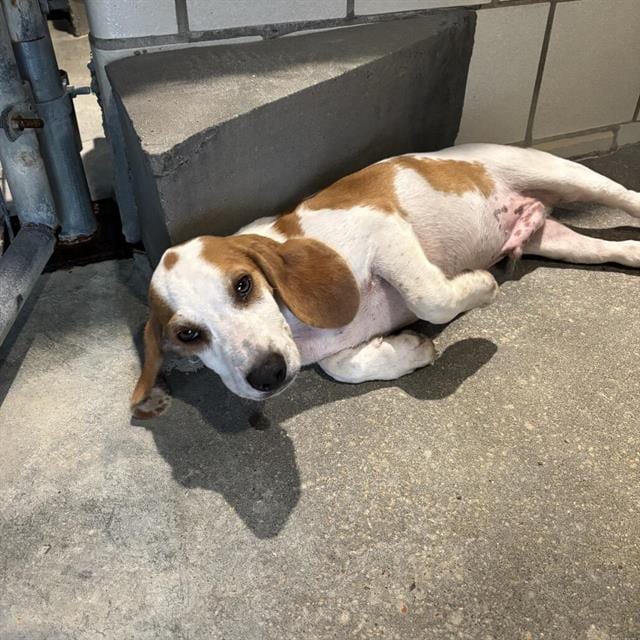 Photo of Reece, adoptable Basset Hound in Salem, Massachusetts