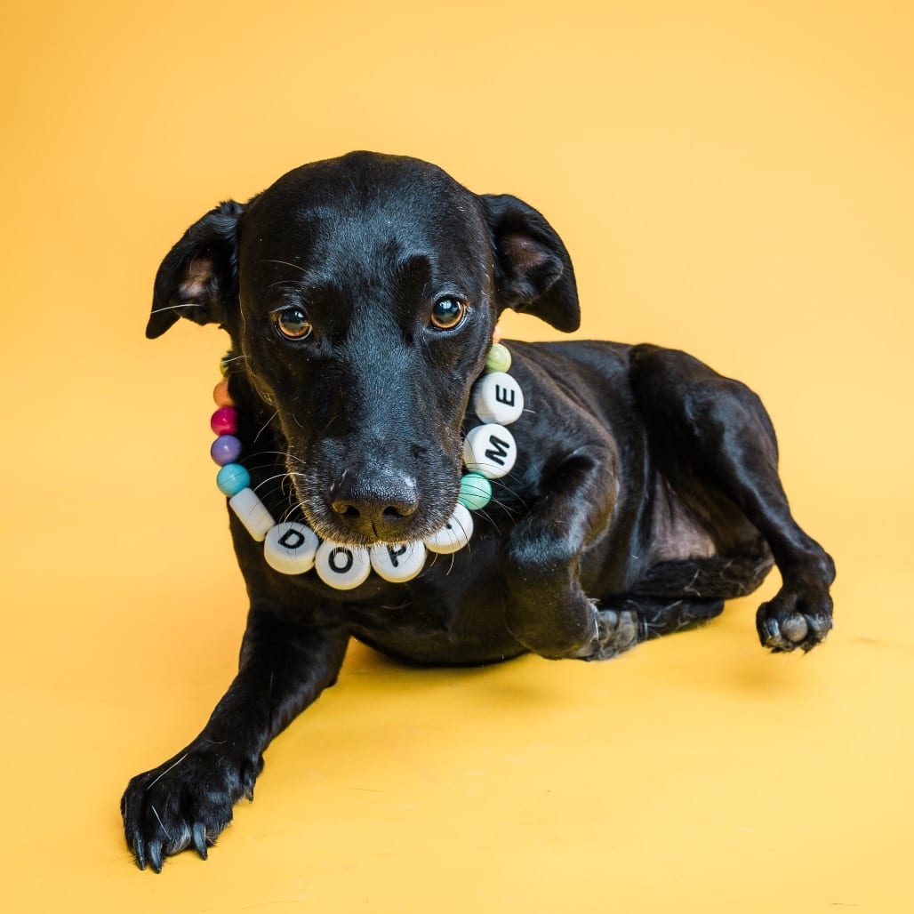 Photo of Onyx, adoptable Terrier / Retriever, Labrador in Boonville, Missouri