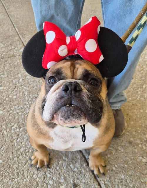 Photo of Magena, adoptable English Bulldog in Hillside, Illinois