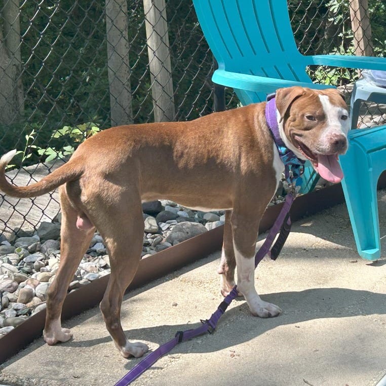 Photo of Wishbone, adoptable Bulldog, American in York, Pennsylvania