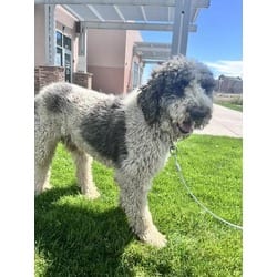 Photo of Rex, adoptable Poodle (Standard) in Colorado Springs, Colorado