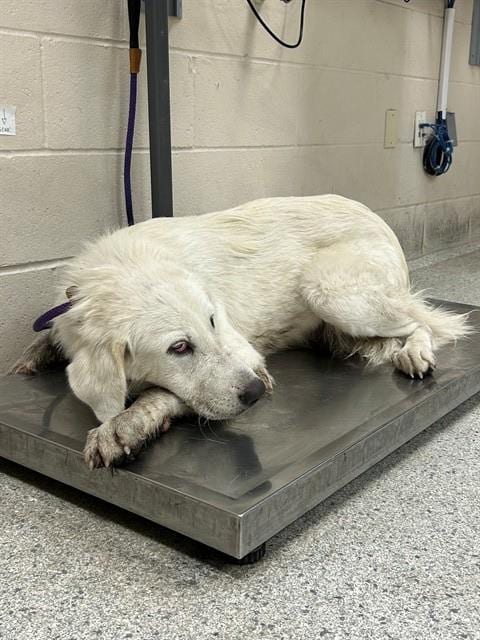 Photo of A432673, adoptable Great Pyrenees in Conroe, Texas