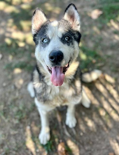 Photo of Sparkle, adoptable Siberian Husky in Riverside, California