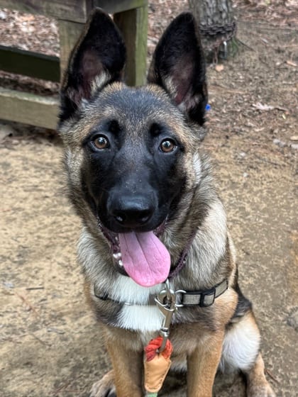 Photo of Bonnie, adoptable Belgian Malinois/German Shepherd in Annapolis, Maryland
