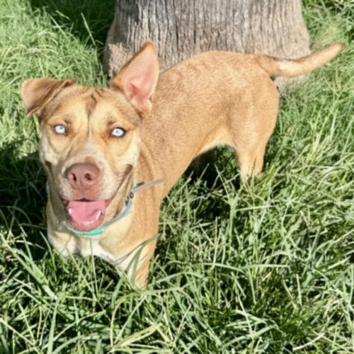 Photo of Shayla, adoptable Labrador Retriever in Houston, Texas