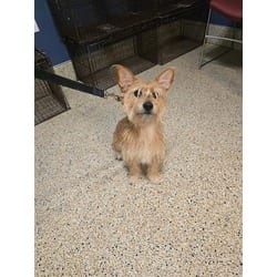 Photo of Toby, adoptable Terrier (Unknown Type, Medium) in Doral, Florida