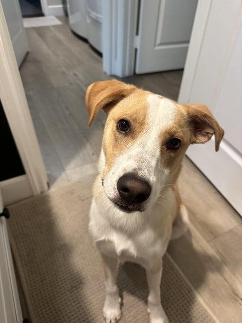 Photo of Goofy aka Skipper, adoptable Australian Cattle Dog/Blue Heeler in San Diego, California