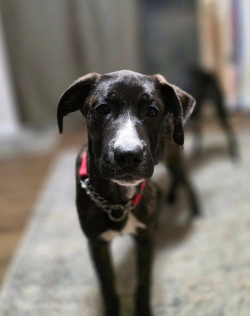 Photo of Beloved Babes : Buster, adoptable Boxer in Aurora, Indiana