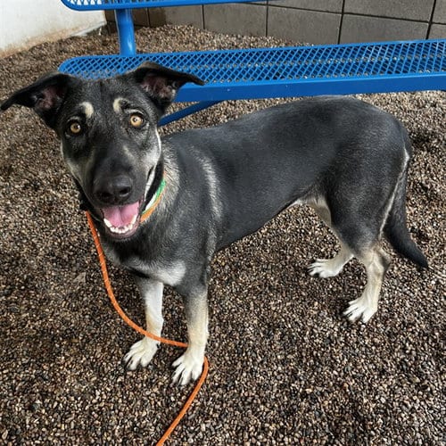 Photo of Comet, adoptable German Shepherd Dog in Mesa, Arizona