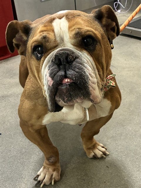 Photo of Dahlia, adoptable English Bulldog in Forestville, Maryland