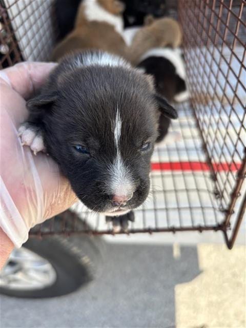 Photo of A663599, adoptable Pit Bull Terrier in Houston, Texas