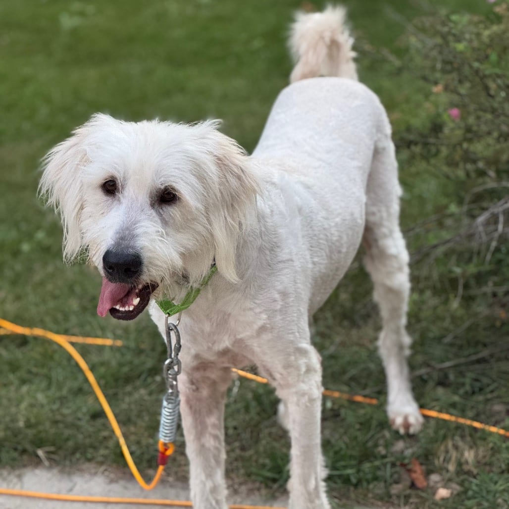 Photo of Fluffy, adoptable Pyrenees, Great / Mix in Buffalo, Minnesota