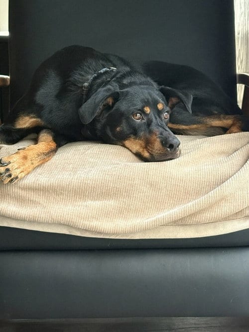 Photo of LLP Witcher : Geralt (Otto), adoptable Beagle in Aurora, Indiana