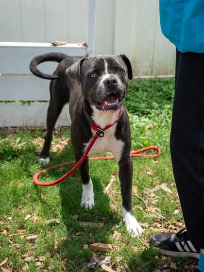 Photo of Coal-IN FOSTER, adoptable dog in Chamblee, Georgia