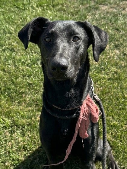 Photo of Sirius, adoptable Doberman Pinscher in Woodland, California