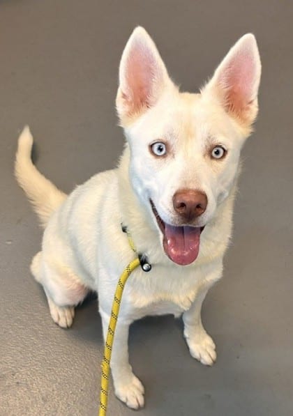 Photo of Glacier, adoptable Alaskan Husky in New Orleans, Louisiana