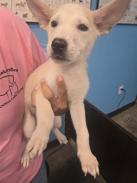 Photo of A171699, adoptable Husky in Bakersfield, California