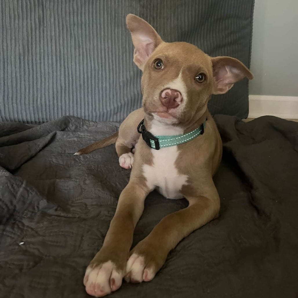 Photo of Targarya, adoptable Mixed Breed (Medium) in West Olive, Michigan
