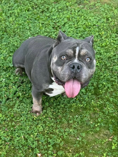Photo of Chubby Checkers, adoptable American Bulldog in Tonawanda, New York