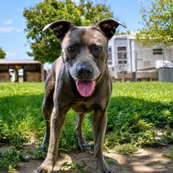 Photo of Stewie JuM, adoptable American Staffordshire Terrier Mixed Breed (Medium) in Nashville, Tennessee