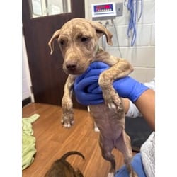 Photo of Bloody Mary, adoptable American Pit Bull Terrier in Baton Rouge, Louisiana