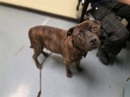 Photo of Smokey, adoptable Mastiff in Denver, Colorado