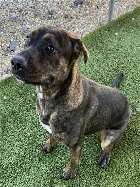 Photo of Sheena, adoptable Pit Bull Terrier in Newton, North Carolina