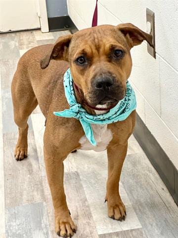 Photo of Heidi, adoptable Labrador Retriever in Lufkin, Texas