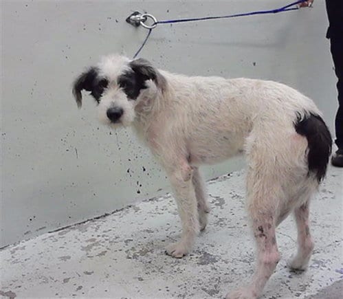 Photo of Gus, adoptable Wheaten Terrier in Houston, Texas
