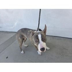 Photo of Princes, adoptable American Pit Bull Terrier in Chatsworth, California