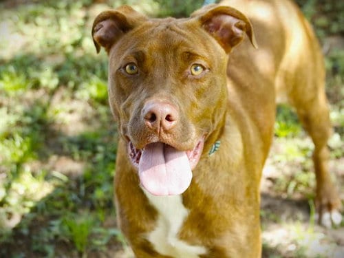 Photo of Mocha, adoptable Labrador Retriever in Tallahassee, Florida