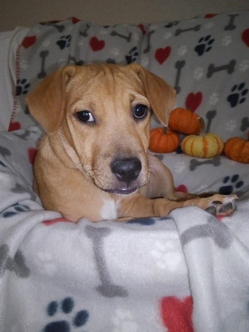 Photo of Lilly, adoptable Retriever in San Antonio, Texas