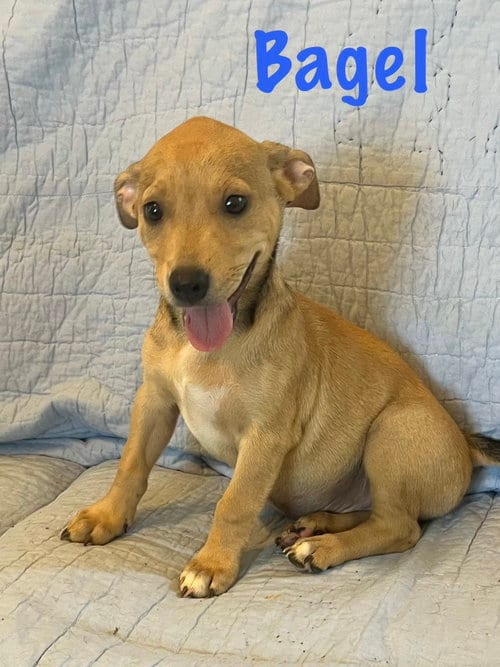 Photo of Bagel, adoptable Basset Hound in Pipe Creek, Texas