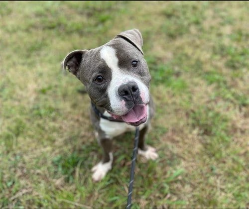 Photo of Snubbull, adoptable Pit Bull Terrier in Charlotte, North Carolina