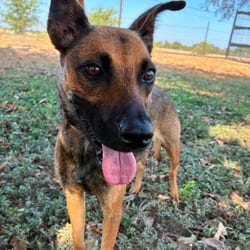 Photo of Sally JuM, adoptable Shepherd (Unknown Type) Mixed Breed (Medium) in Hartford, Connecticut