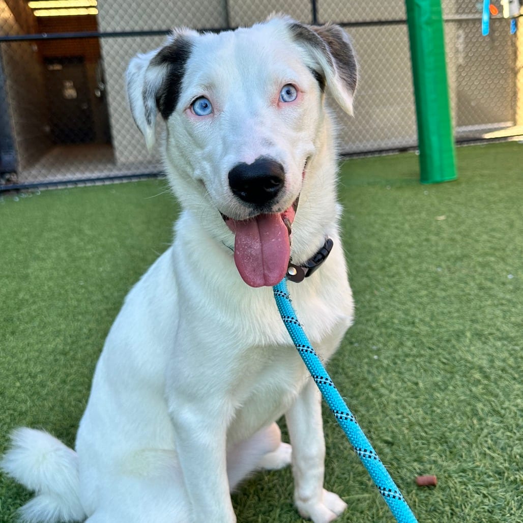 Photo of Bella, adoptable Mixed Breed (Medium) in Dayton, Ohio