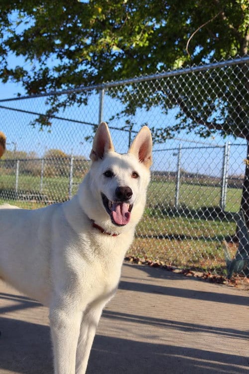 Photo of Caesar, adoptable German Shepherd Dog in AUSTIN, Minnesota