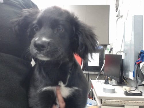 Photo of Raru, adoptable Terrier in San Bernardino, California