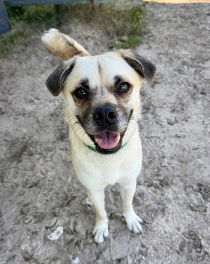Photo of Otis, adoptable Pug in Inverness, Florida