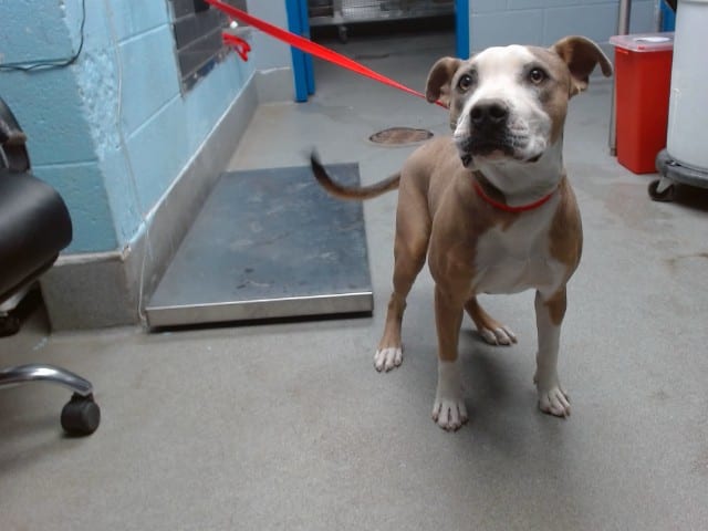 Photo of Hollandaise, adoptable American Pit Bull Terrier mix in Albuquerque, New Mexico